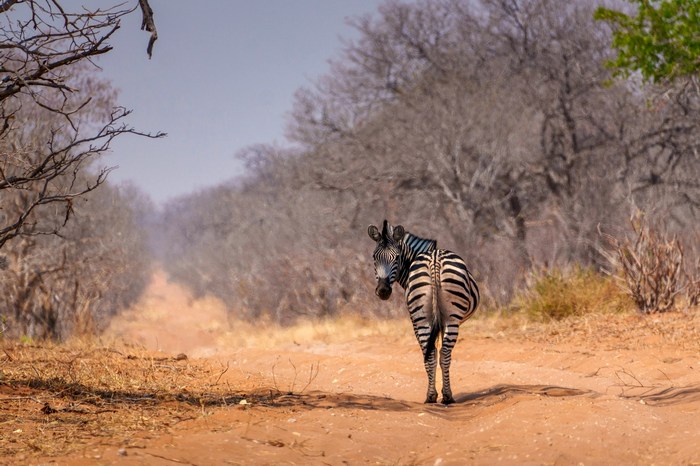 Ботсвана: парк Чобе