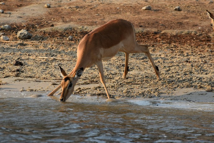 Ботсвана: парк Чобе
