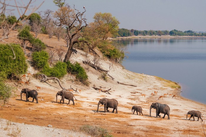 Ботсвана: парк Чобе