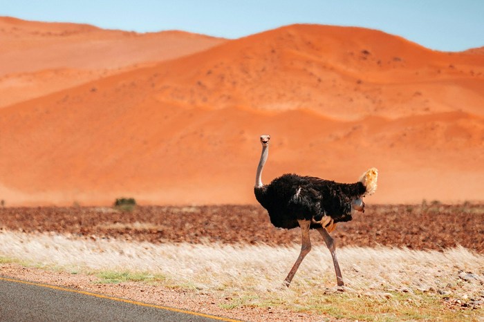 Намибия: пустыня Намиб-Науклуфт