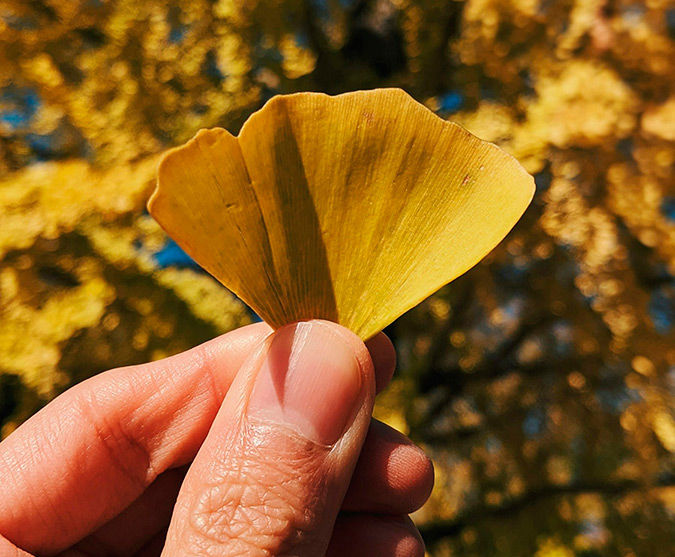 Япония: Токио