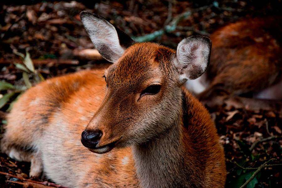 Япония: Нара