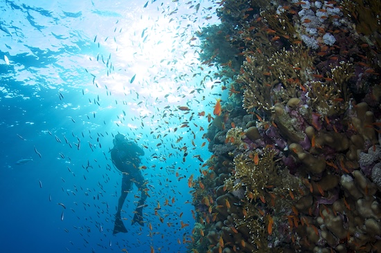 Мальдивы: Vakkaru Maldives, дайвинг