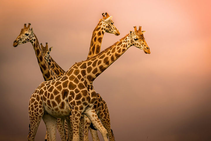 Сафари-тур в Кению