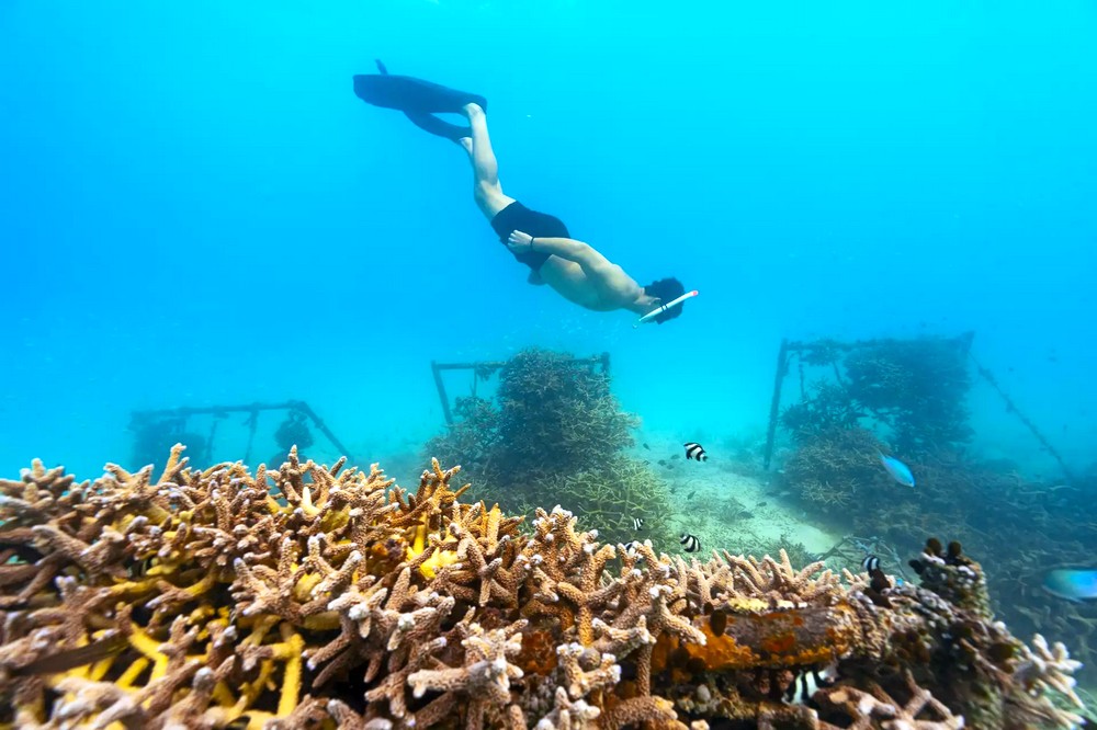 Мальдивы: The Standard Huruvalhi Maldives, дайвинг