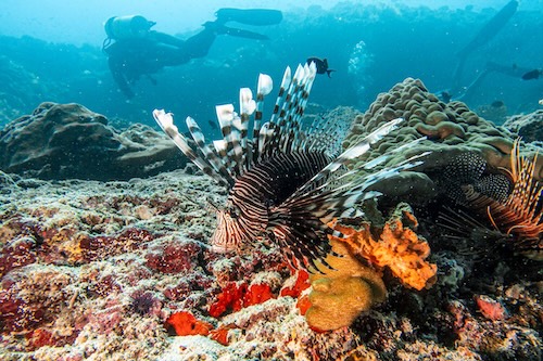 Мальдивы: Sun Siyam Iru Fushi, водные развлечения