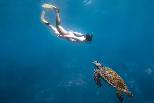Сейшелы: Cheval Blanc Seychelles 5*, погружения