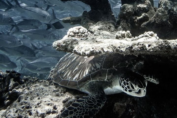 Туры на Борнео