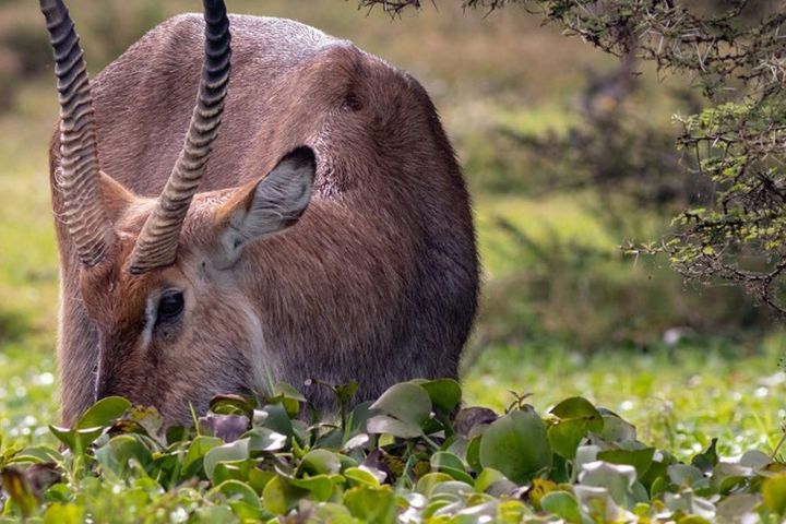 Сафари-туры в Кению