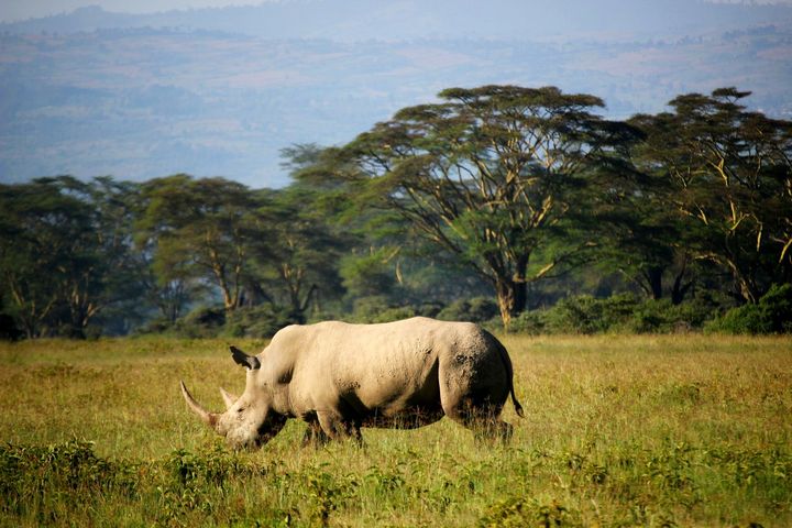 Туры в Кению