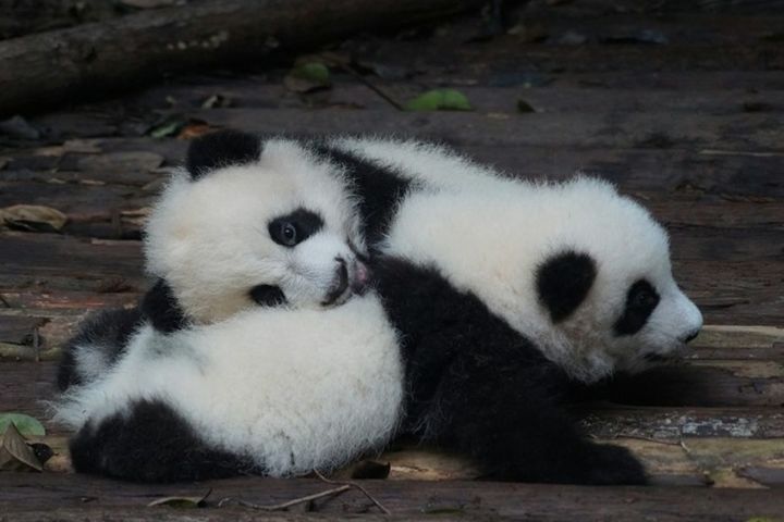 Туры в Китай: Панды и Аватар