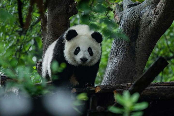 Туры в Китай