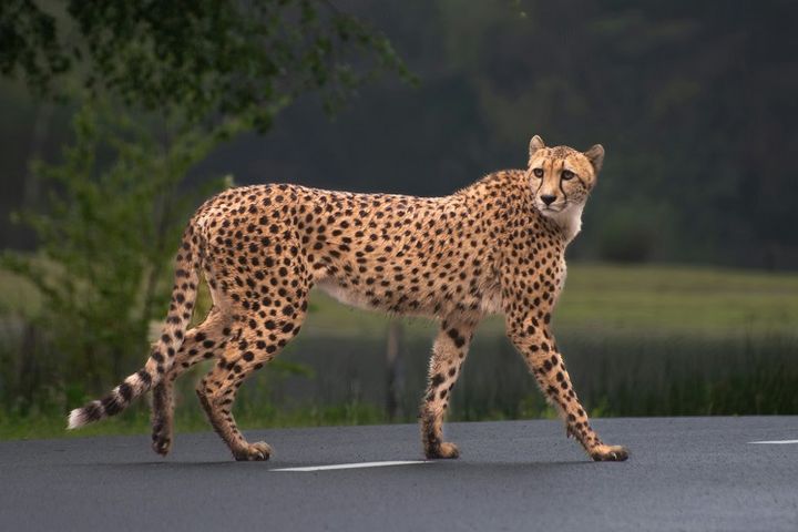 Сафари-тур в Кению