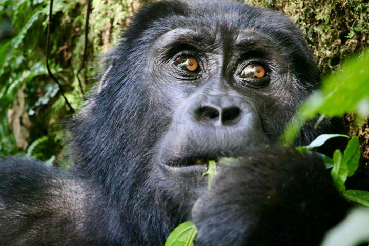 Туры в Африку