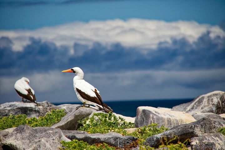 Туры в Эквадор