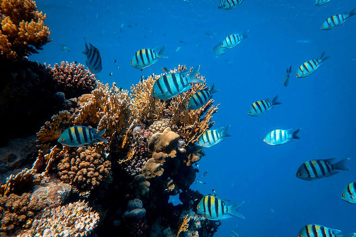 Туры на Красное море в Акабу