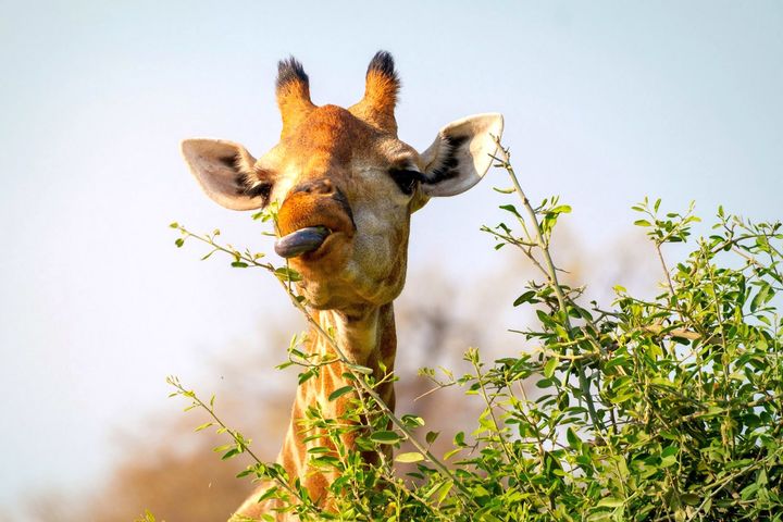 Сафари-туры в Африку