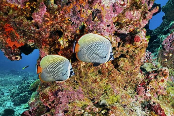 Seychelles