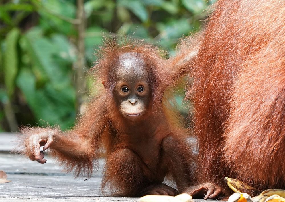 Индонезия: Национальный парк Taman Nasional Gunung Leuser, орангутанги