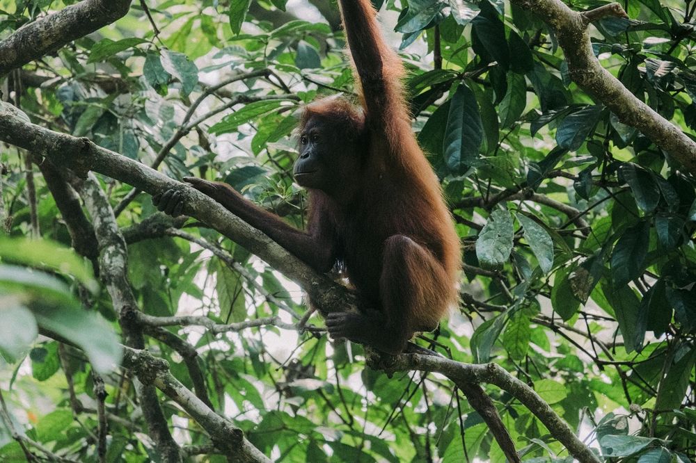 Индонезия: Национальный парк Taman Nasional Gunung Leuser, орангутанги
