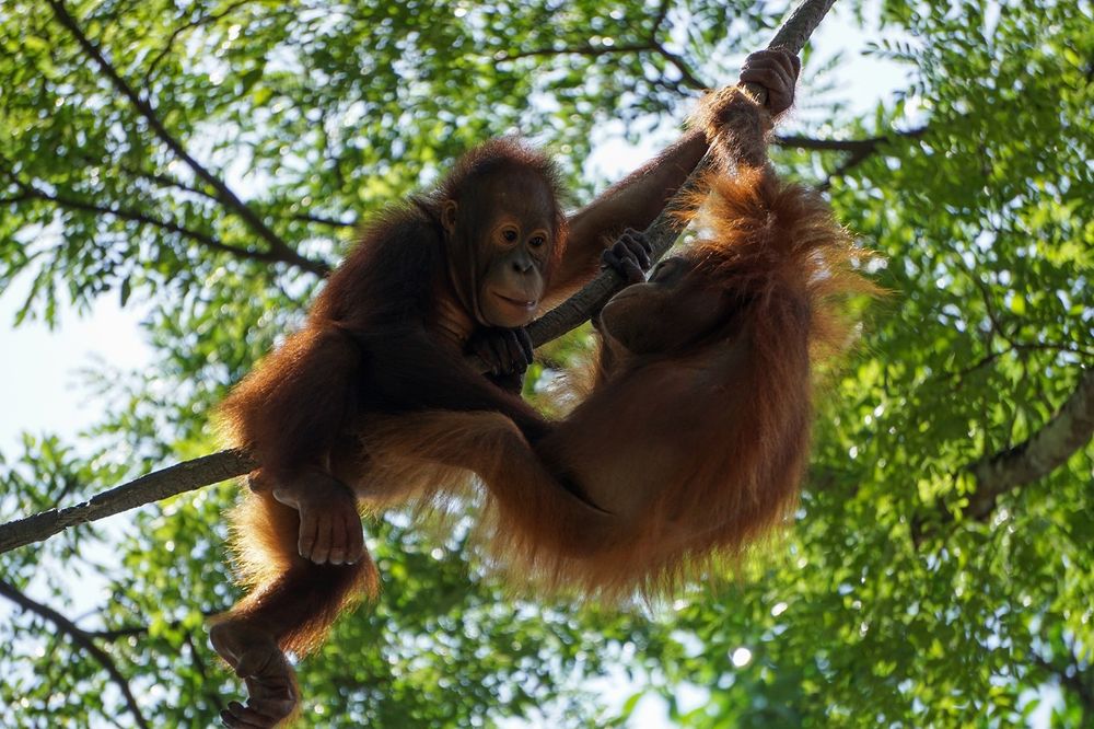 Индонезия: Национальный парк Taman Nasional Gunung Leuser, орангутанги