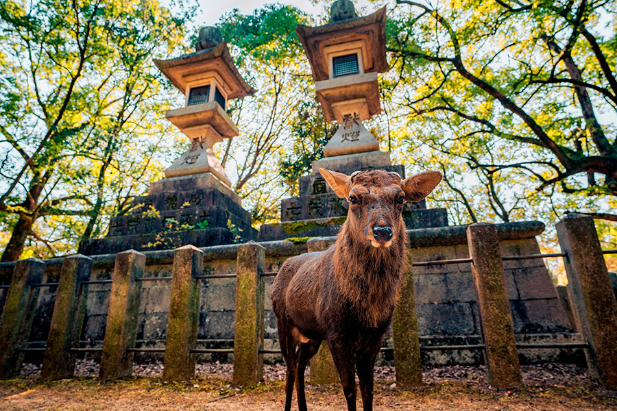 Япония: Нара