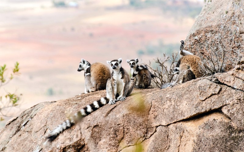 Мадагаскар: Монтань д'Амбр