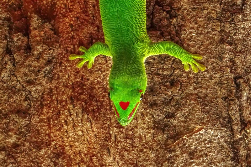 Мадагаскар: Анкарана