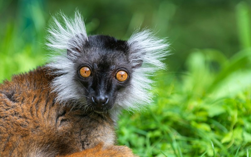 Мадагаскар: Анкарана