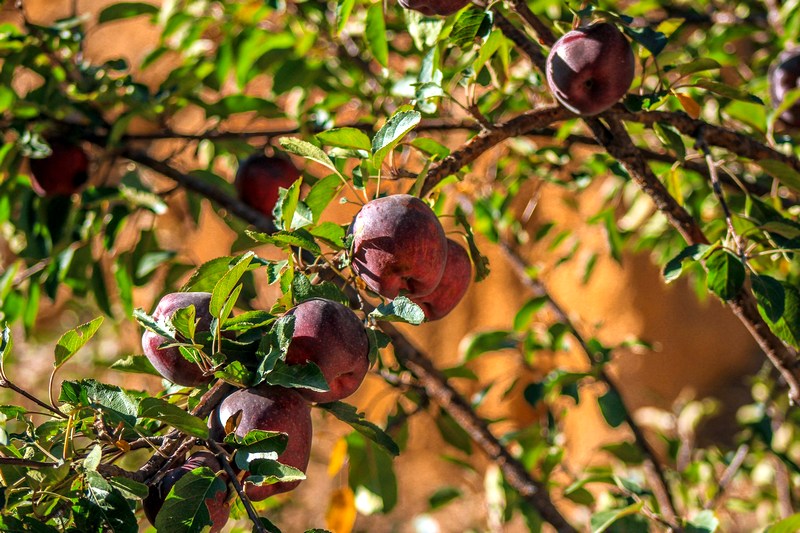 Непал: Марфа