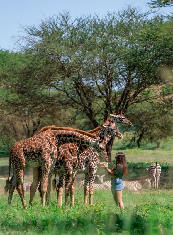 Танзания: Serval Wildlife Lodge