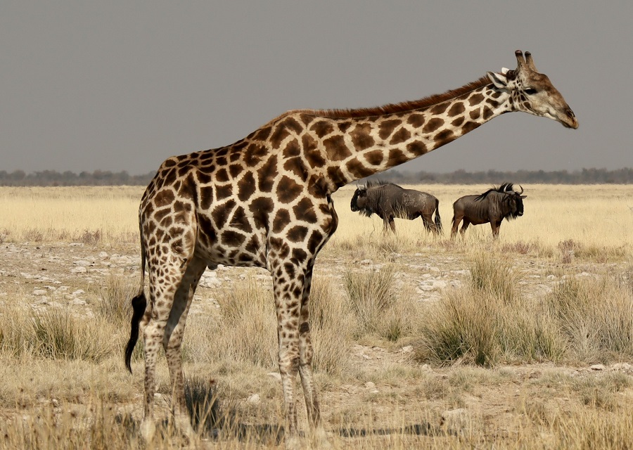 Намибия: заповедник Отджива