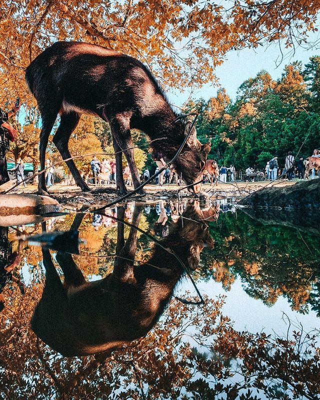 Япония: Нара