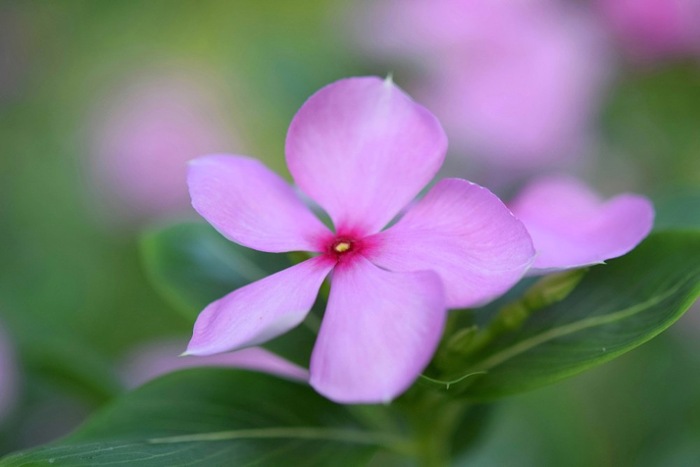 Мадагаскар: Антананариву