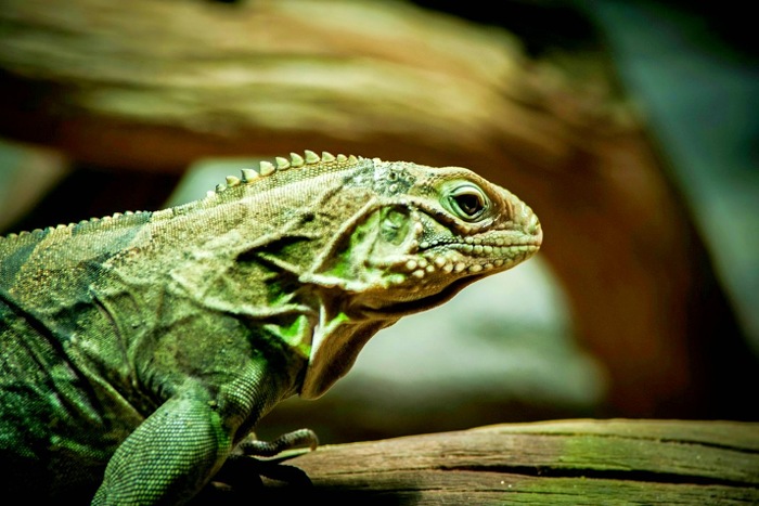 Мадагаскар: парк Андасибе