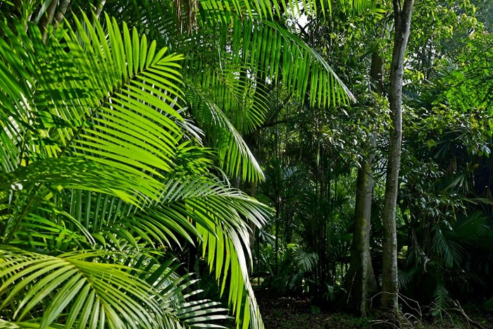 Мадагаскар: парк Андасибе