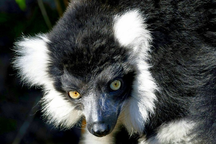 Мадагаскар: парк Андасибе