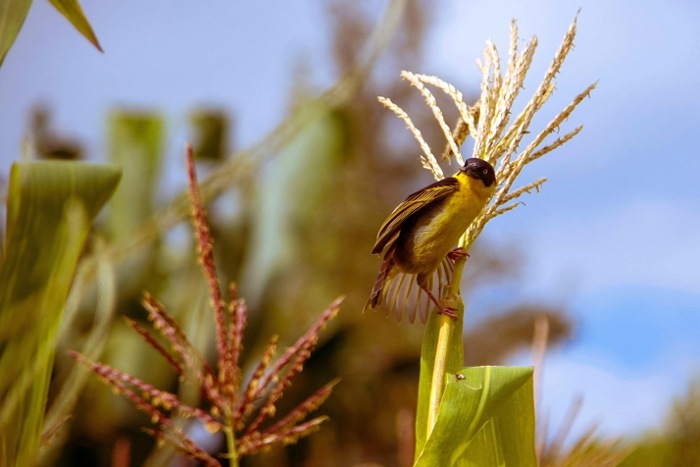 Мадагаскар: парк Андасибе