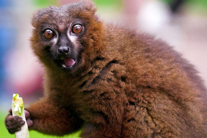 Мадагаскар: парк Андасибе