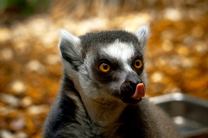 Мадагаскар: заповедник Пальмариум