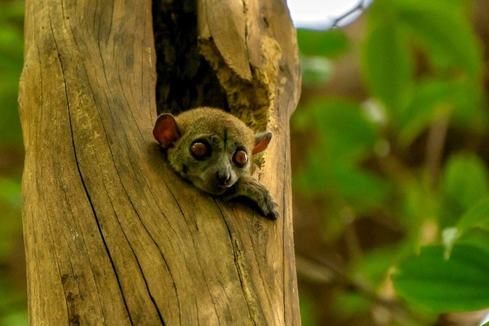 Мадагаскар: заповедник Пальмариум