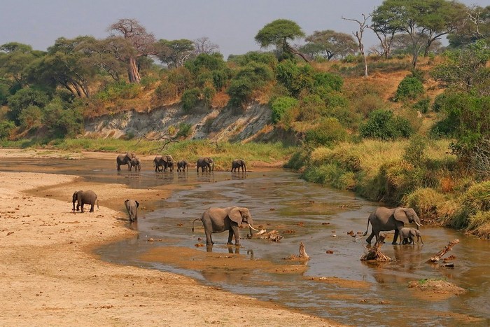 Танзания: Тарангире