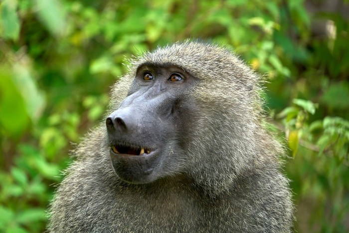 Танзания: озеро Маньяра