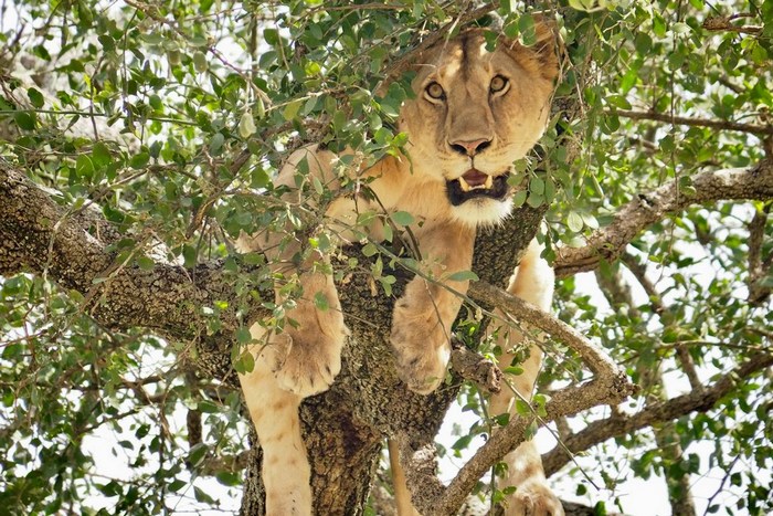 Танзания: озеро Маньяра