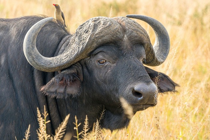 Танзания: Серенгети