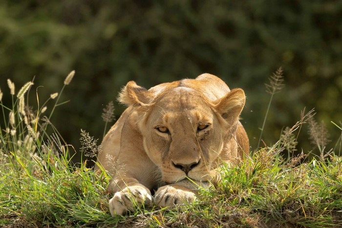 Танзания: Серенгети