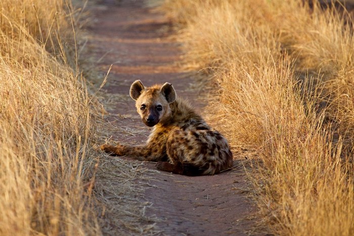 Танзания: Серенгети