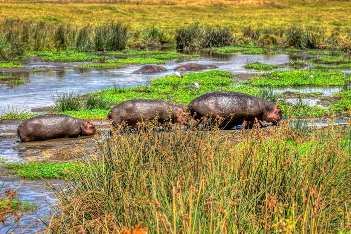 Танзания: Нгоронгоро