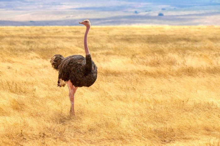 Танзания: Нгоронгоро