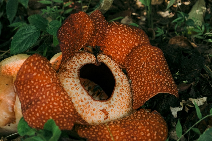 Малайзия: раффлезия